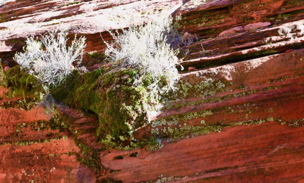 Moss on a Rock