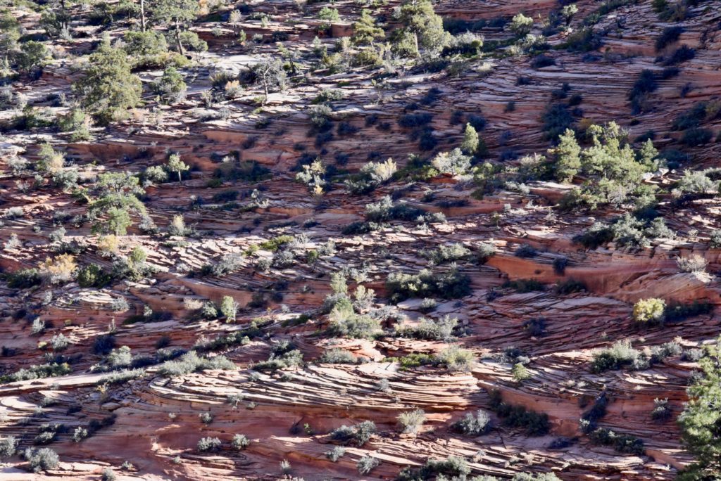 Zion Forest