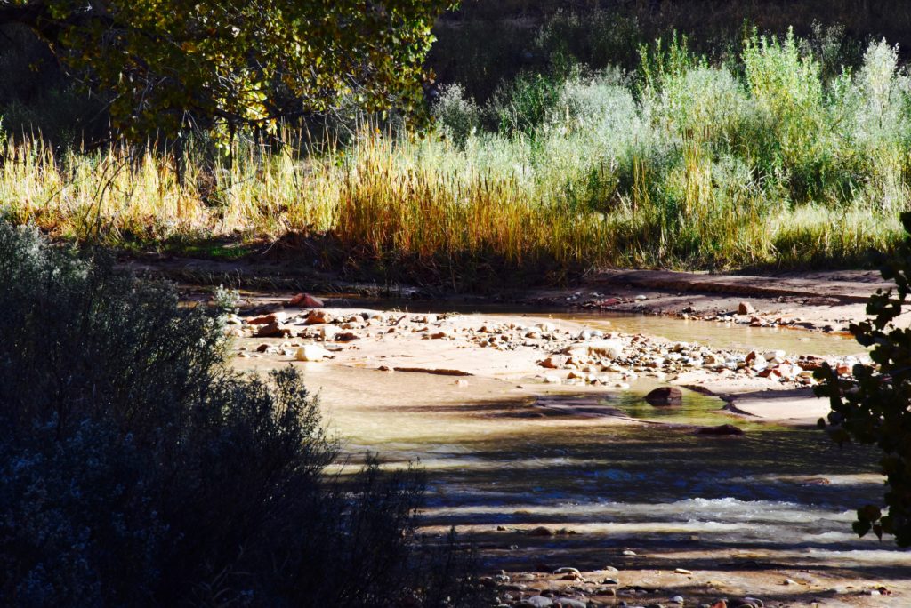 Shallow Stream and Tall Grass