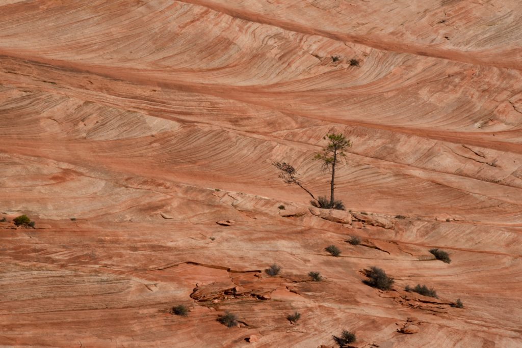 Lone Tree in Zion National Park