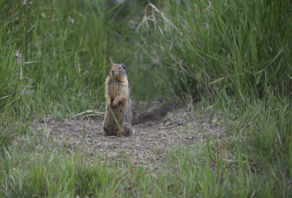 Groundhog in Banff, Canada