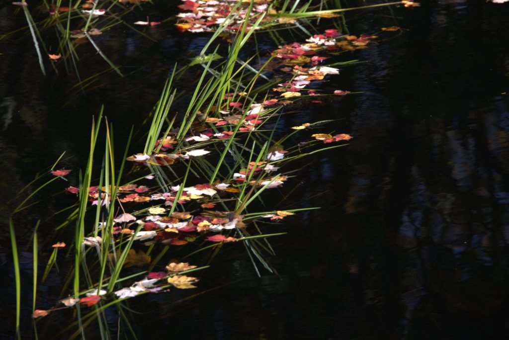 Leaves on the water in Connecticut