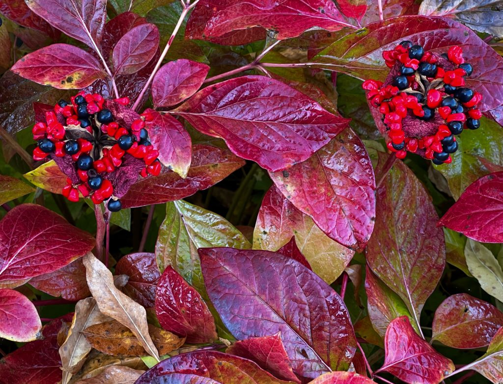 Plant in the Berkshires, Massachusetts