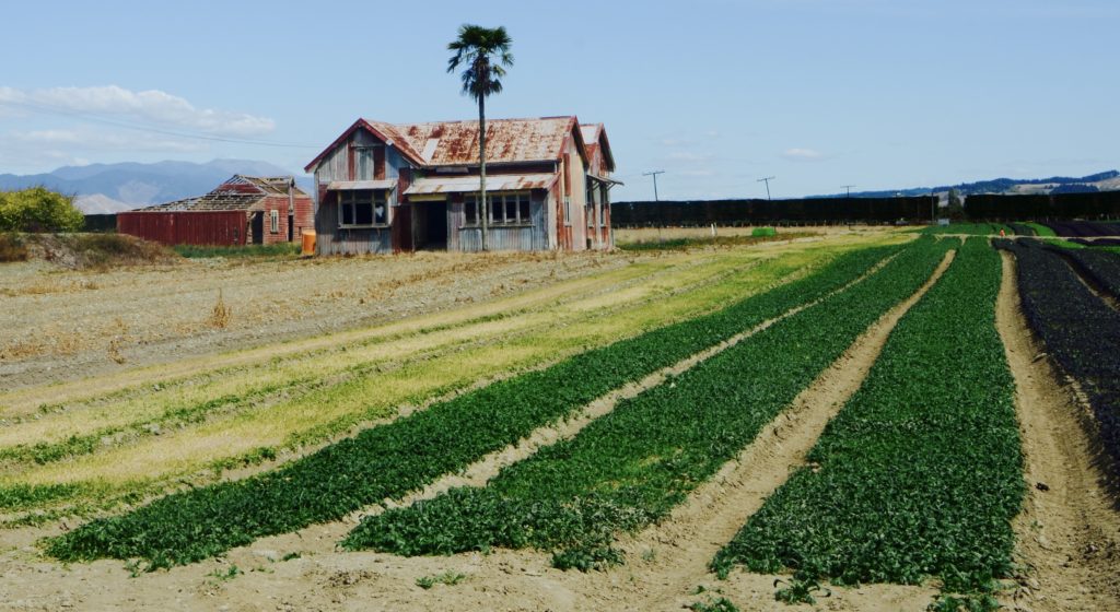 New Zealand Farm