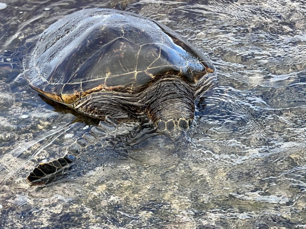 Sea Turtle - Close Up