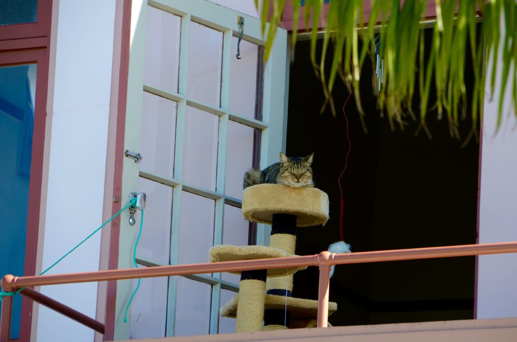 Tired Kitty in New Zealand