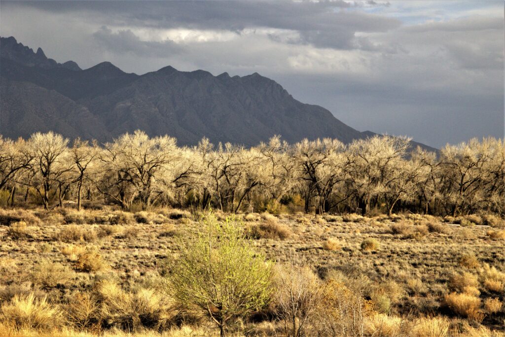 New Mexico