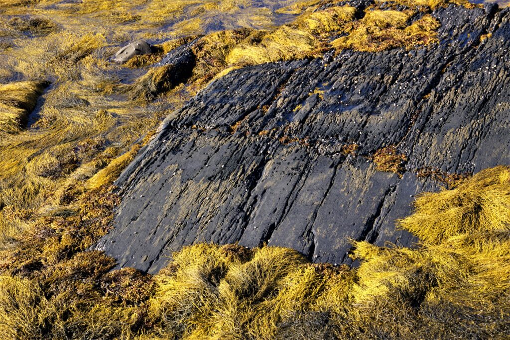 Seaweed and rock, Nova Scotia