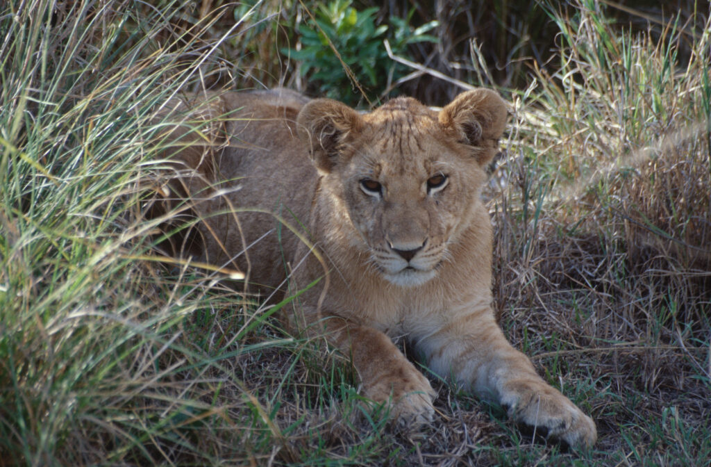 Another cute cub