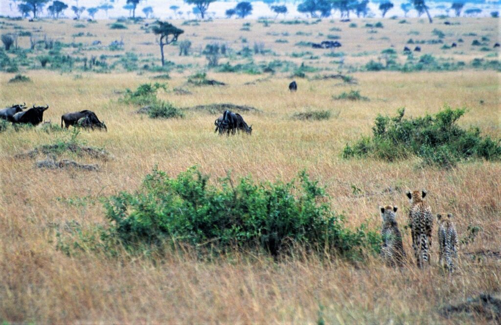 Cheetah stalking wildebeest