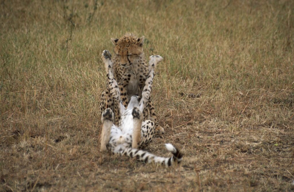 Cheetahs playing