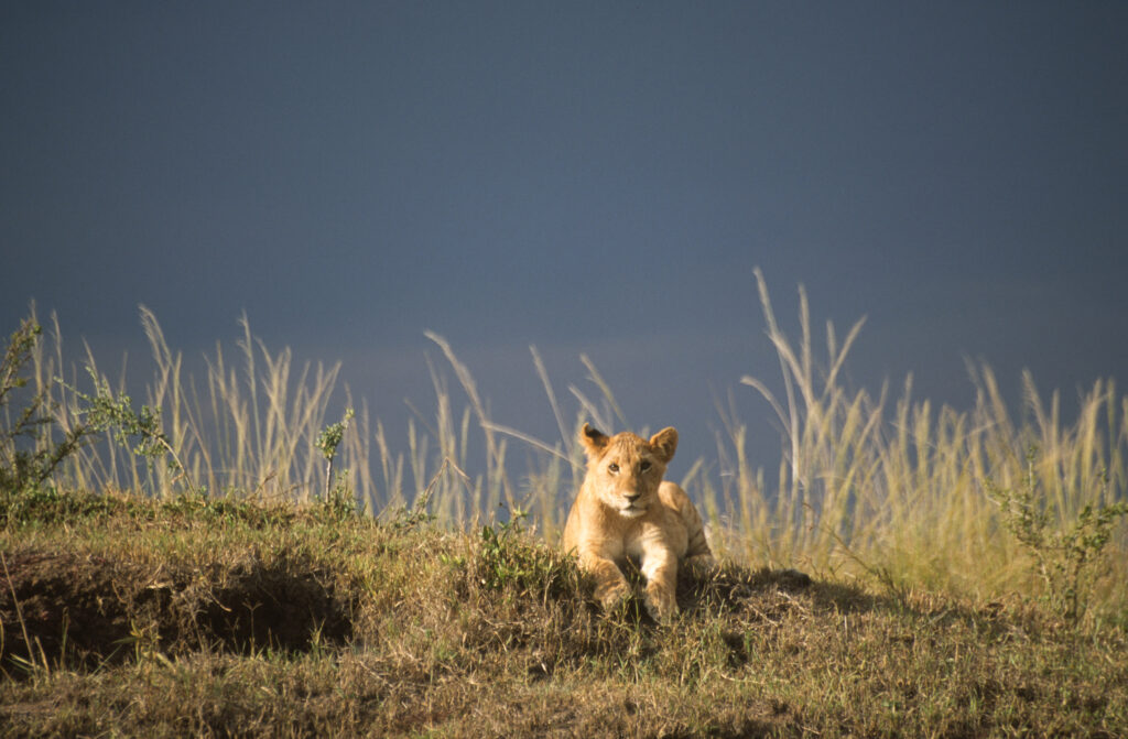 lion cub