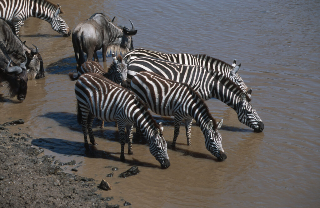 Zebra and Wildebeest Getting Up Courage to Cross the River