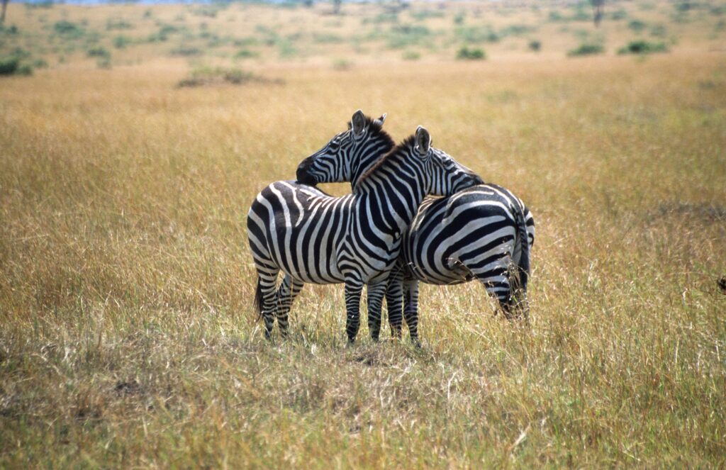 Zebras in Kenya